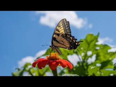 アゲハ蝶 – ポルノグラフィティ（フル）