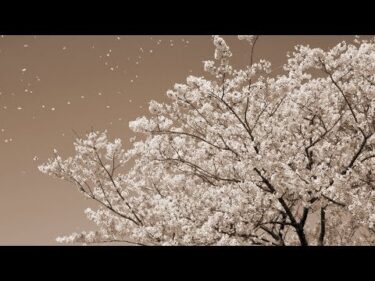 桜 – コブクロ（フル）